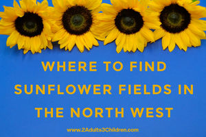 sunflower fields in the north we