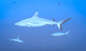 fushi kandu (3 of 4)