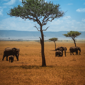 tangulia mara (17 of 27)
