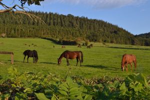 Horses, Leighton_039