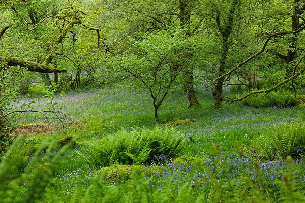 Temperate Rainforest at Wild Haweswater