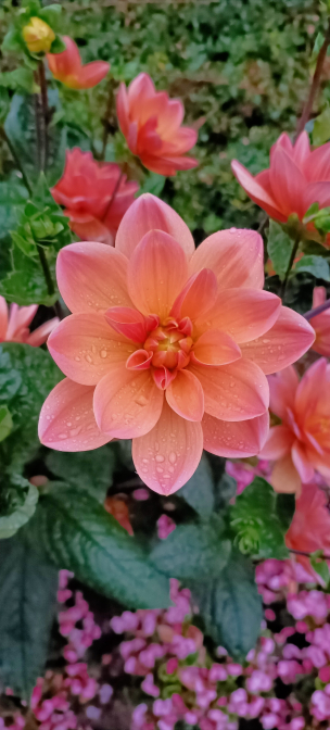 Flower Power: 15 floral images to add some colour to your day – Family ...