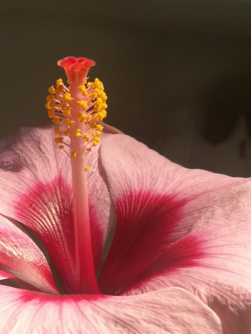 Flower Power: 15 floral images to add some colour to your day – Family ...