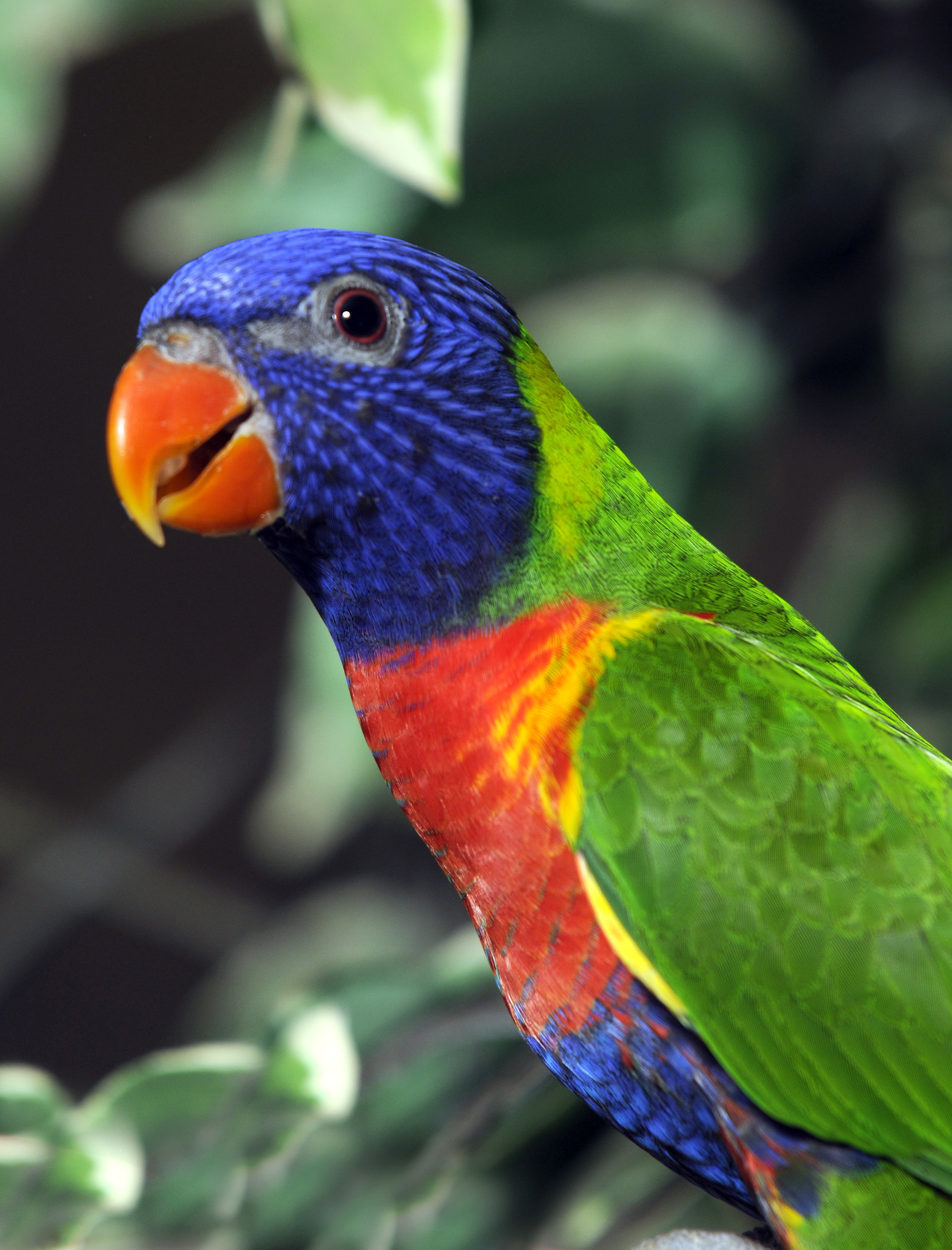 THEREâ€™S NORRA LORRA LORIKEETS IN SURREY!