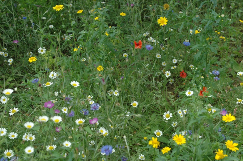 Cgd Landscape Design Continue To Produce The Magic Of Meadows In Garden Design