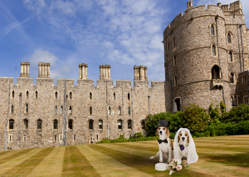 Walkies down the aisle: Pets at weddings