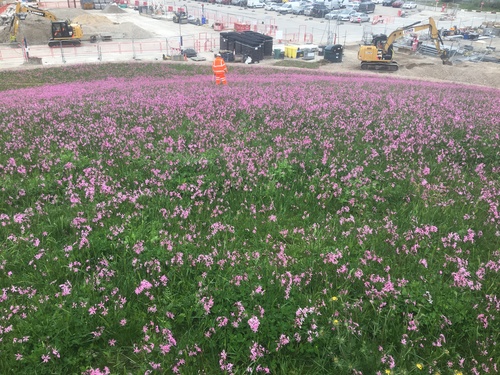 Limmo Peninsula Wildflowers in May 2018