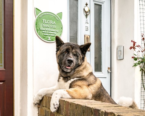 Flora the life-saving dog with plaque