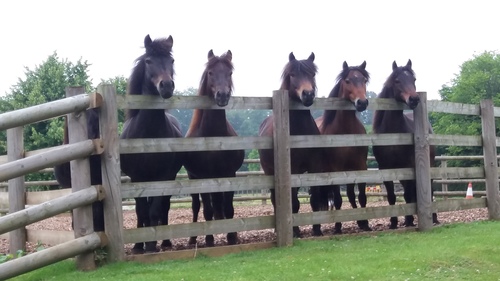 DPHT ponies waiting to come in