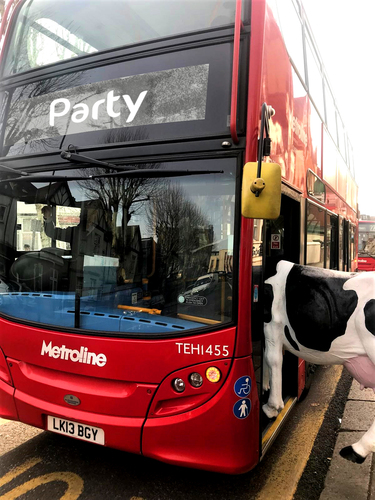 Cow on a bus