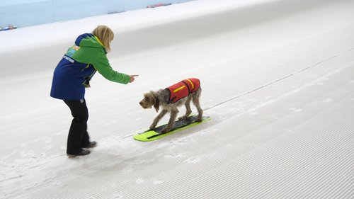 Woody the dog learns to snowboard 