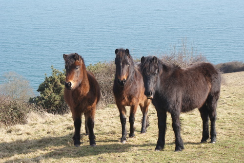 Dartmoor ponies on the cliffs
