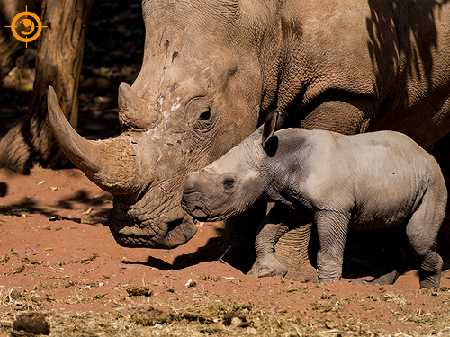 Mother, Lucky with her newborn, Daniel