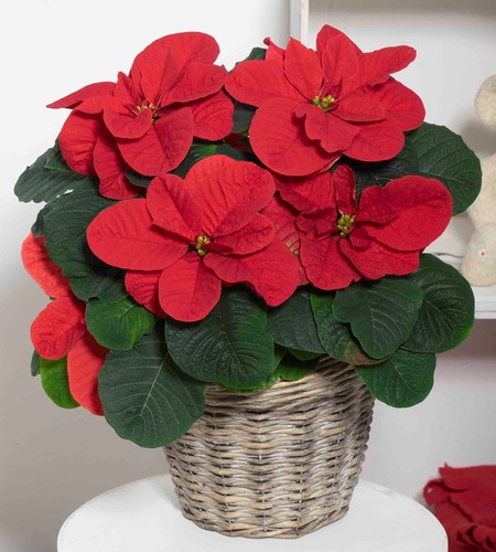 New Poinsettia variety