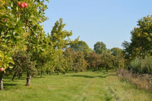 Stewley Orchard, Taunton Cider Company