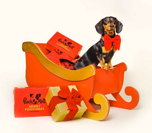 Dachshund riding Christmas sleigh