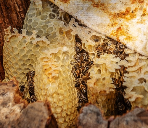 Wild Blenheim Honeybees