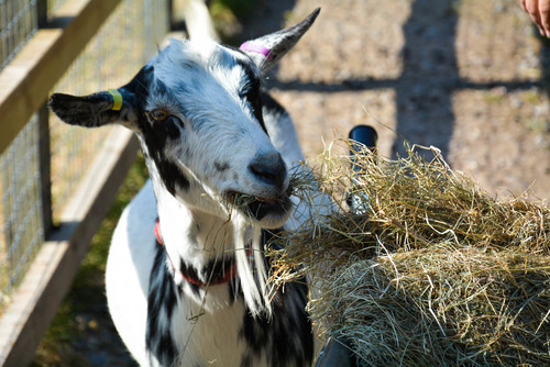 Goats at Welly Park's Animal Farm