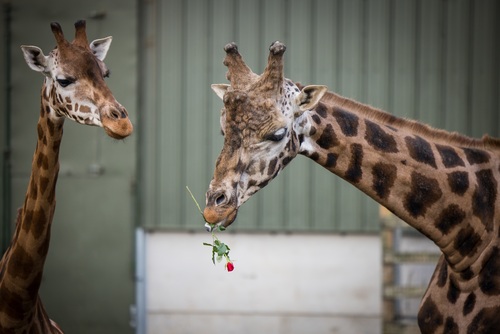 Woburn Rothschild giraffe holding rose 