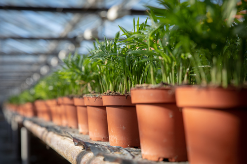 Photography by The Little Botanical