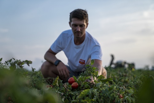 Mutti chef in tomato field in Italy