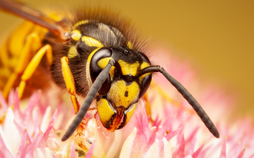 Common Wasp