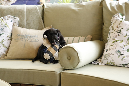 Puppy steals the show at RHS Chelsea