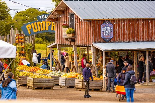 Tulleys Pumpkin Festival 