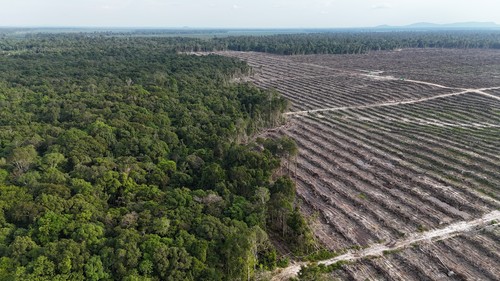 Partially deforested landscape