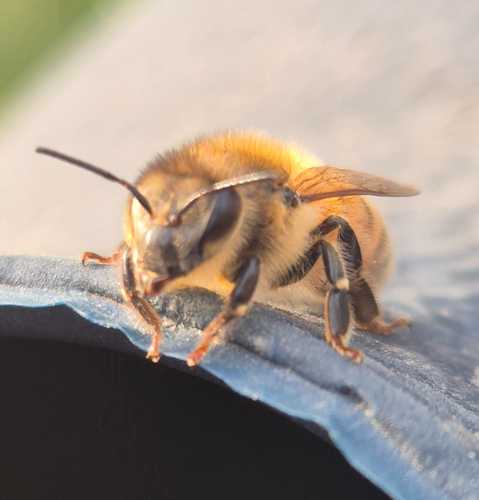 Honey Bee taking a well deserved rest 