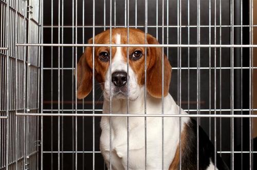 Beagle dog in cage