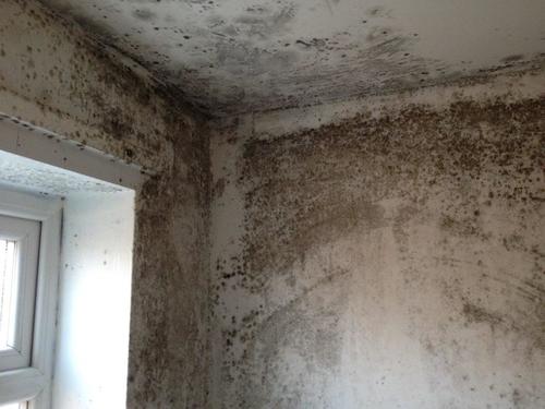 Mould