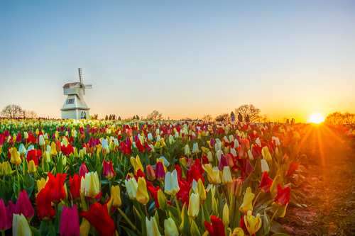Sunset at Tulleys Tulip Fest - Sussex