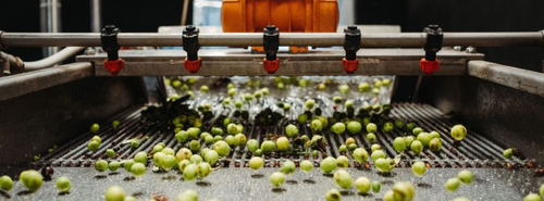 Olive oil production in italy