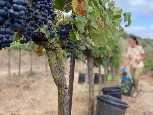 Palestinian vineyard during harvest