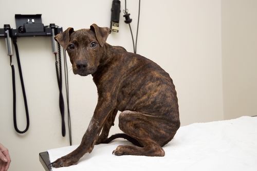 Herbie: a stray dog (The Blue Cross)