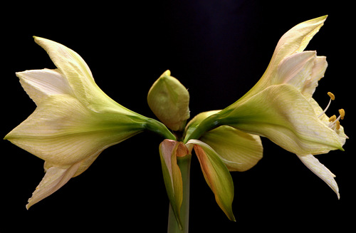 Plant now for beautiful Christmas bulbs