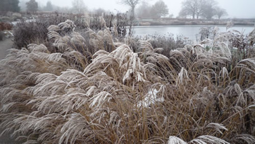 Winter Planting