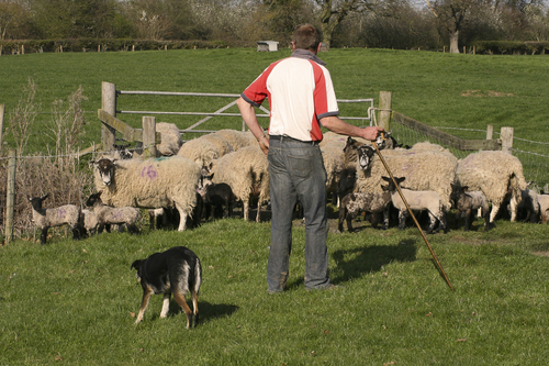 Sheep performance artist does his stuff