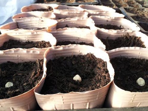 becausewecare Biodegradable Seedling Pot