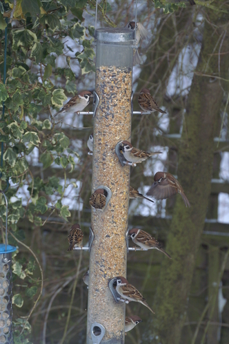 Feed more sparrows for less at Haith's. 