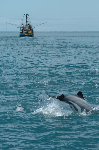 Hector's dolphin close to trawling