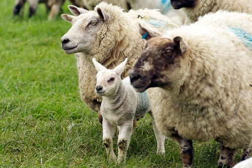 Lambing Season in Yorkshire