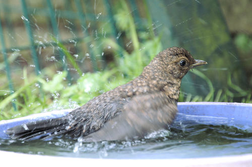 Water the birds, NOT the lawn!