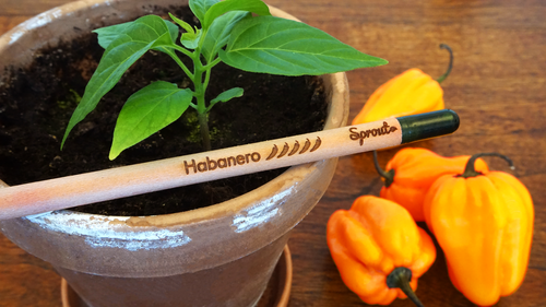 Sprout Pencil Habanero Chilli