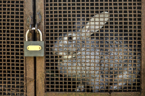 1 of 680,000 rabbits kept alone in UK