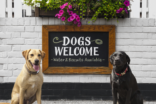 Dog Buddy searches for Dog Friendly Pubs
