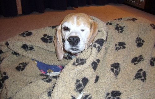 Animal testing beagle