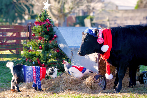 A farm full of festive knits