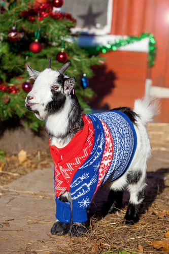 Paddy the goat dons his jumper
